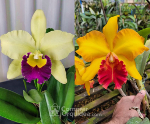 Orquídea Cattleya: Tudo o que você precisa saber