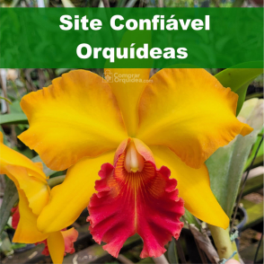 Como Comprar Orquídeas Baratas Online em Site Confiável