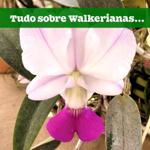 Orquídea Walkeriana: Queridinha dos orquidófilos