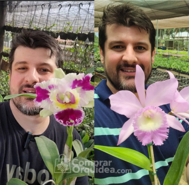 Orquídeas Direto de Holambra